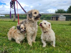 Lady, Holly and Bruiser