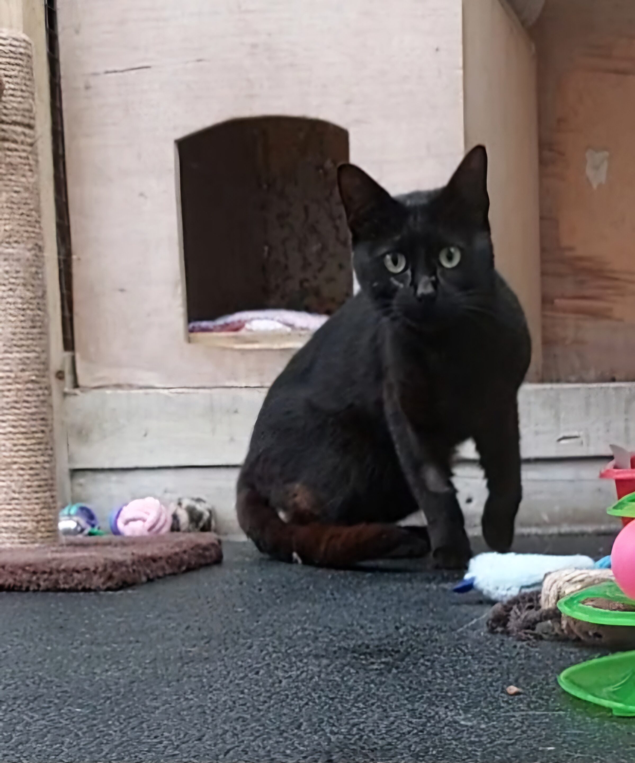 Piggy the feral cat looking for a new home.