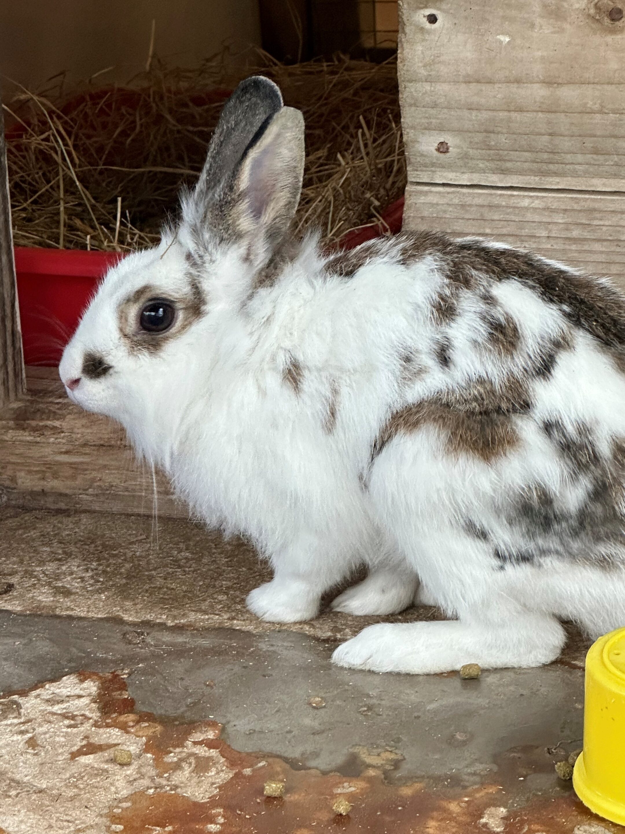 Stripey the black and white Netherland dwarf rabbit.