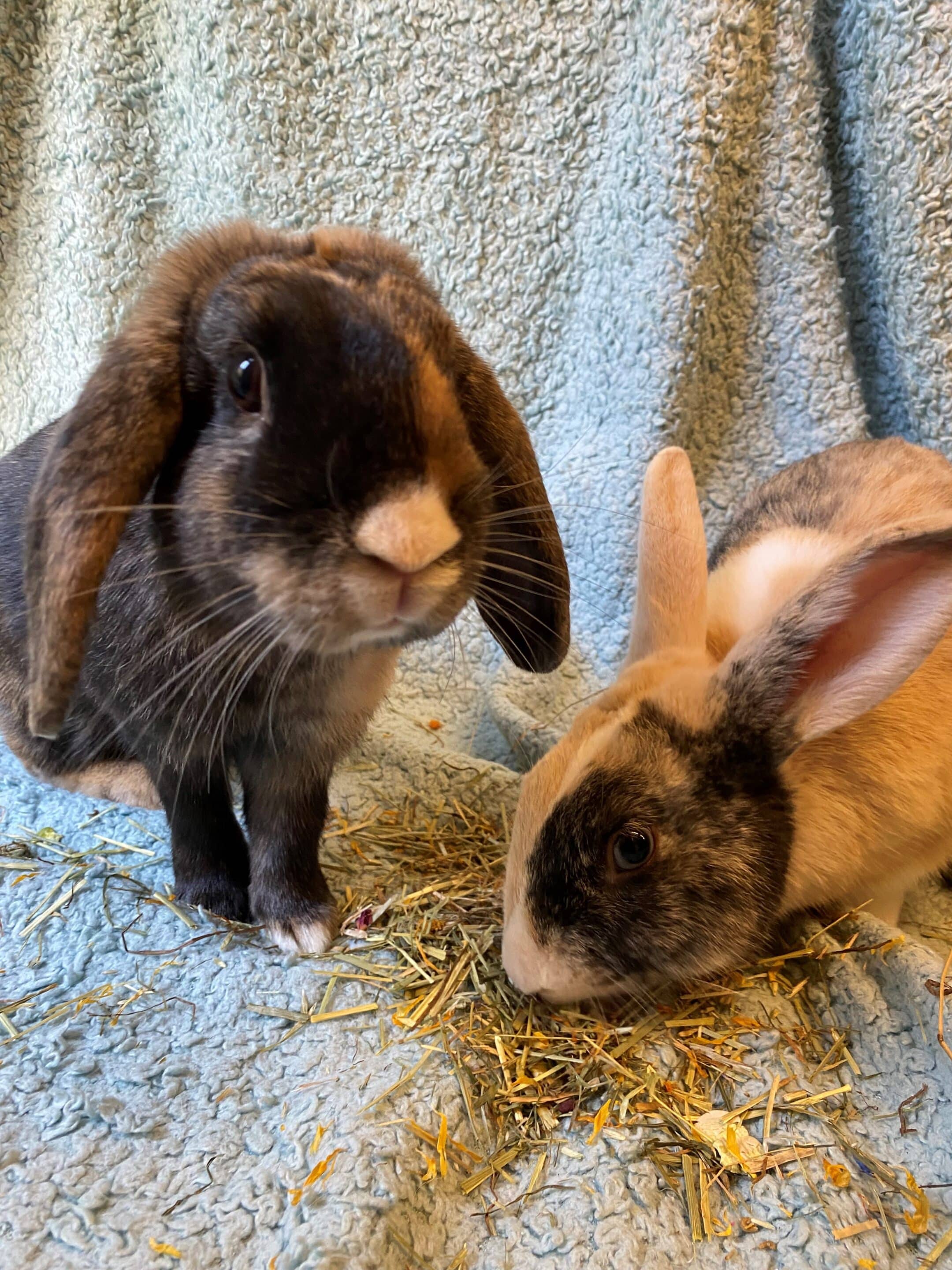 Oreo the friendly male black lionhead rabbit in need of a new home.