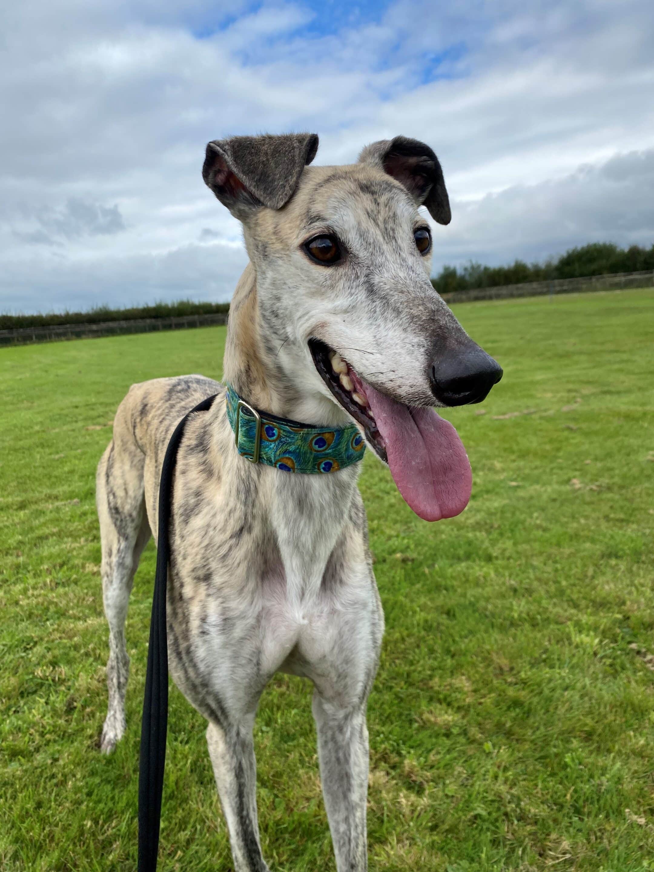 Nelly the dog looking up, hoping you will sponsor a pen.