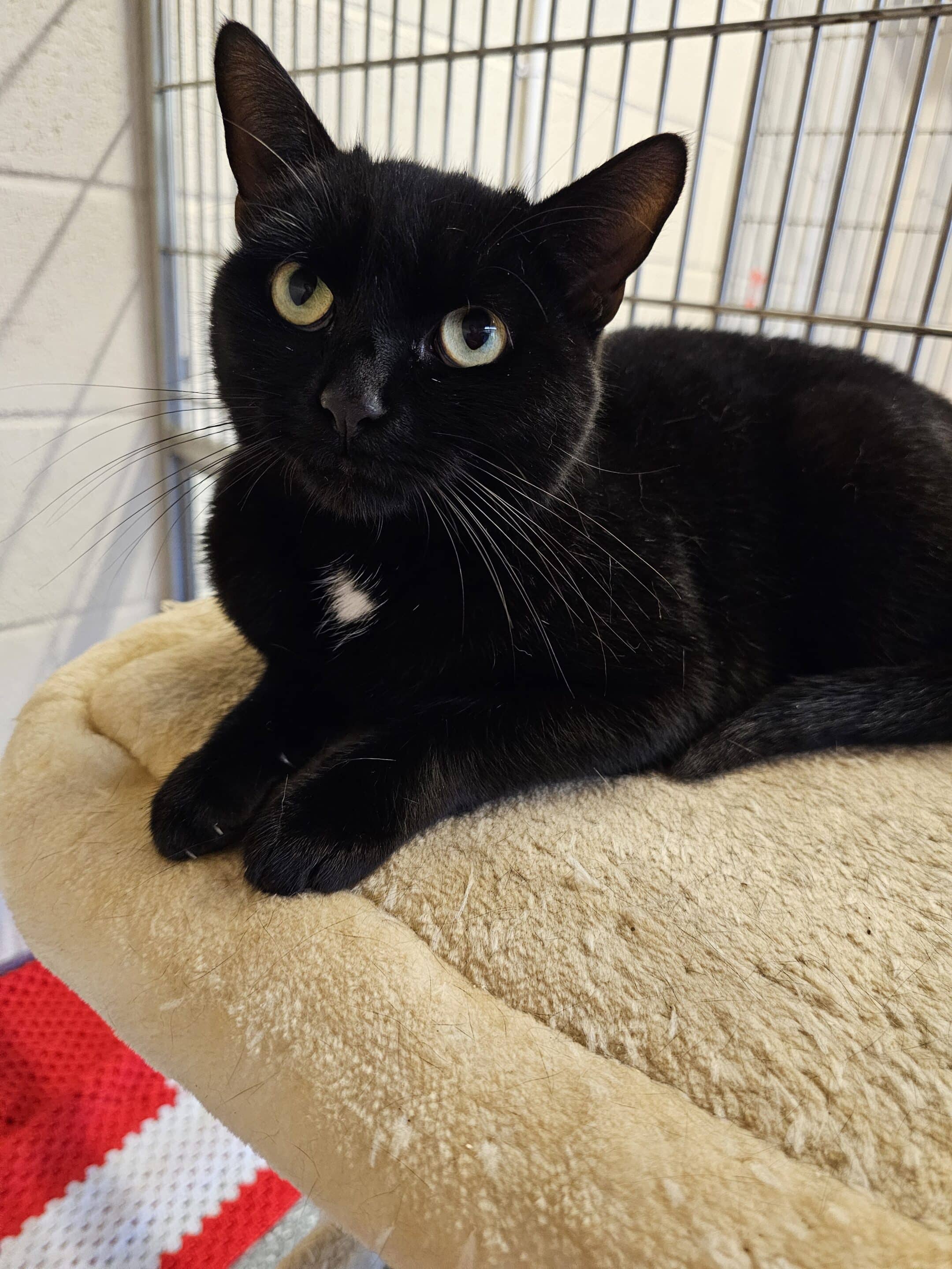 Jess is is a shy friendly and black and white female cat.