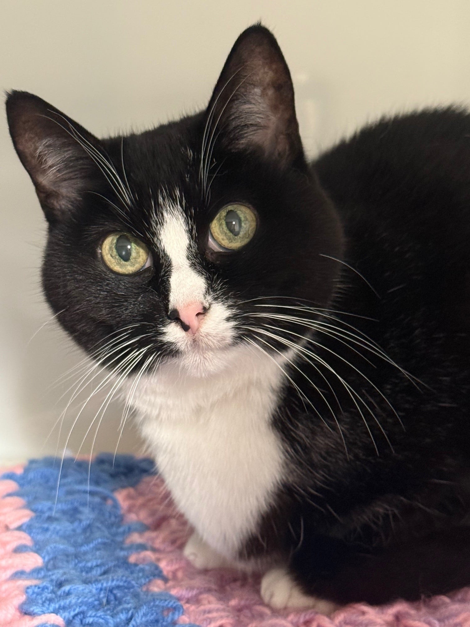 Jess is is a shy friendly and black and white female cat.