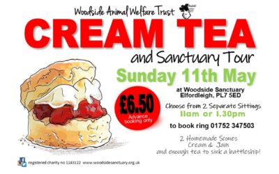 Cream Tea & Sanctuary Tour