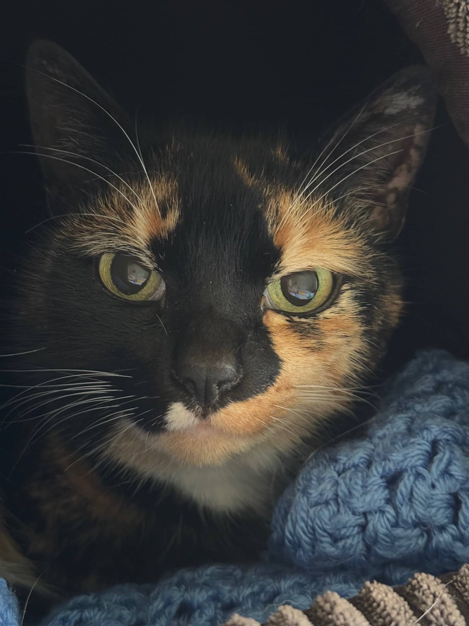 Lola and Charlie, a pair of male and female cats looking for a new home.